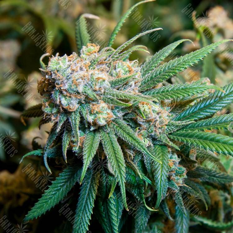 где заказать семена конопли Burana feminised Bang Seeds