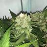 семена конопли в фирменной упаковке Top Afghani regular Ganja Seeds