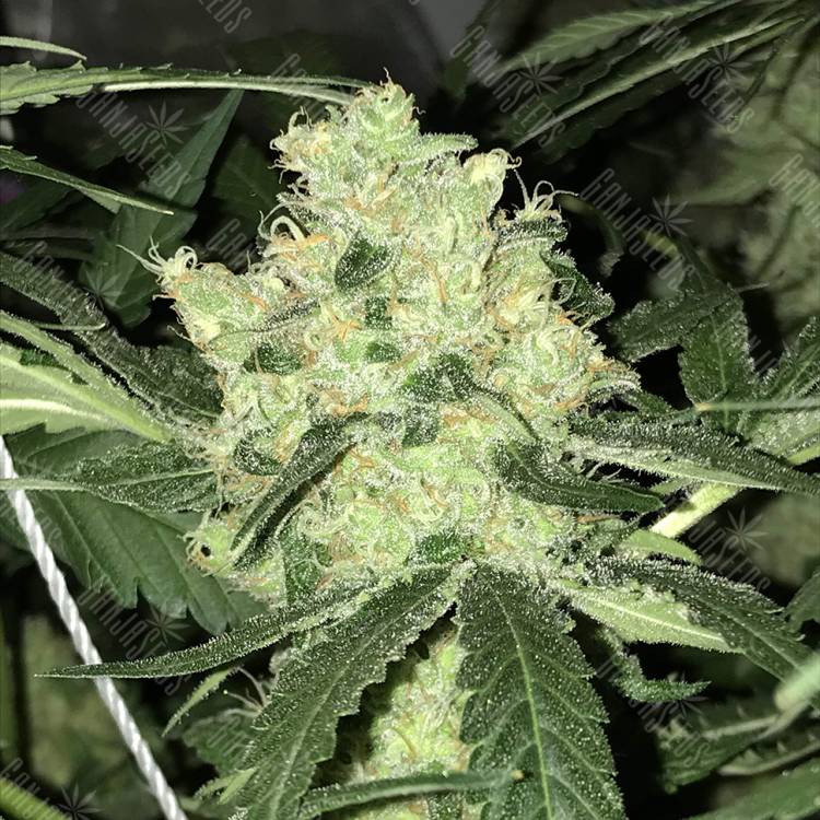 семена конопли интернет магазин Top Afghani regular Ganja Seeds