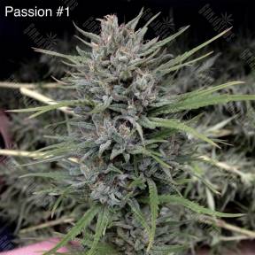 Passion #1 regular Dutch Passion Seeds