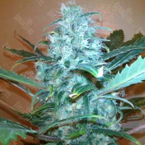 Pato #1 feminised Kannabia Seeds