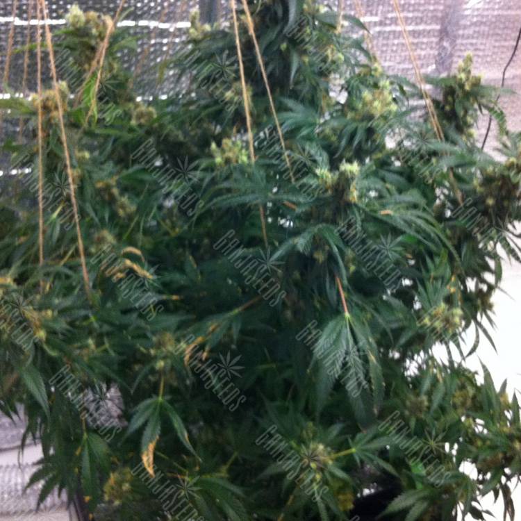 семена культурной конопли купить Jock Horror regular Nirvana Seeds семена культурной конопли купить Jock Horror regular Nirvana Seeds