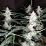 заказ семян конопли Москва Auto Diesel feminised Royal Queen