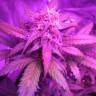 семена конопли феминизированные Auto Black Jack feminised Sweet Seeds
