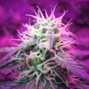 Auto Black Jack feminised Sweet Seeds