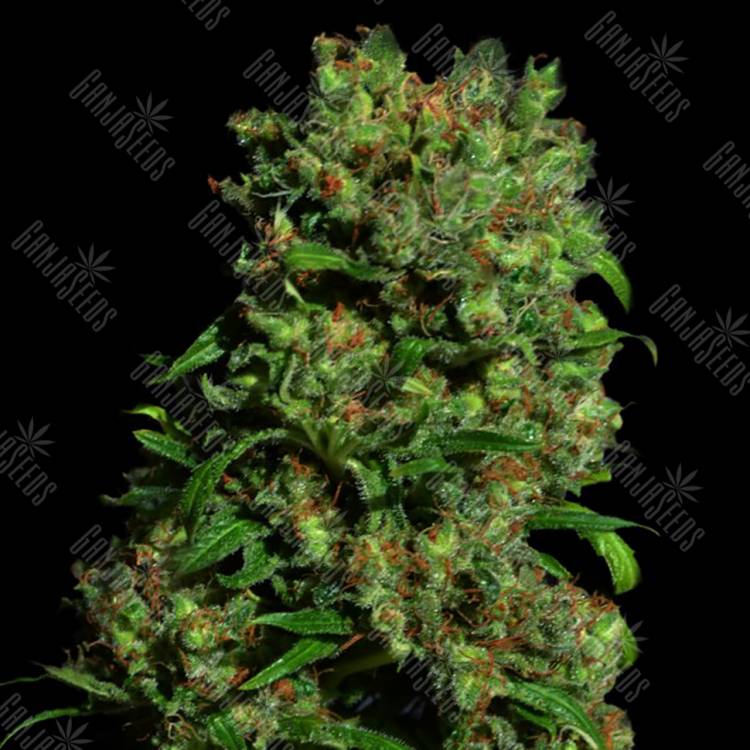 семена конопли интернет магазин Critical vip feminised VIP Seeds