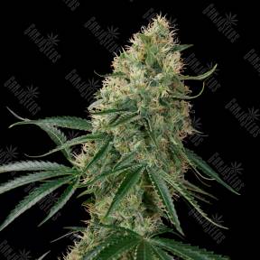 Auto Sin Tra Bajo feminised Ganja Seeds