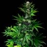 Tropicanna Poison feminised GanjaSeeds Fast Version купить