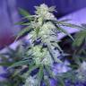 семена конопли Auto AK 47 feminised