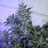 семена конопли Спб Auto AK 47 feminised