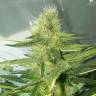 семена конопли гидропоники Auto AK 47 feminised