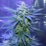 семена конопли интернет магазин Auto AK 47 feminised