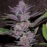 Auto Purple Sunset feminised Ganja Seeds