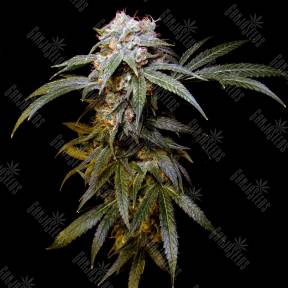 Charyn feminised Bang Seeds