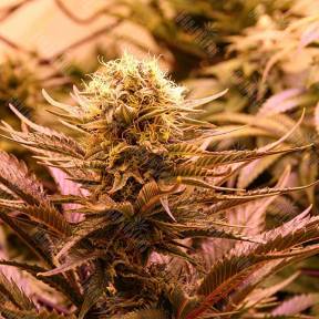 Chronic Thunder feminised Barneys Farm