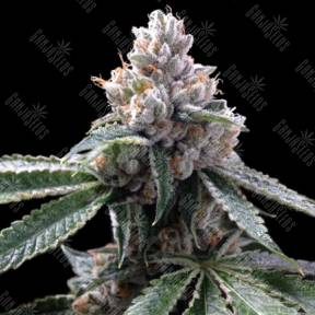 Florida Lemons feminised DNA Genetics