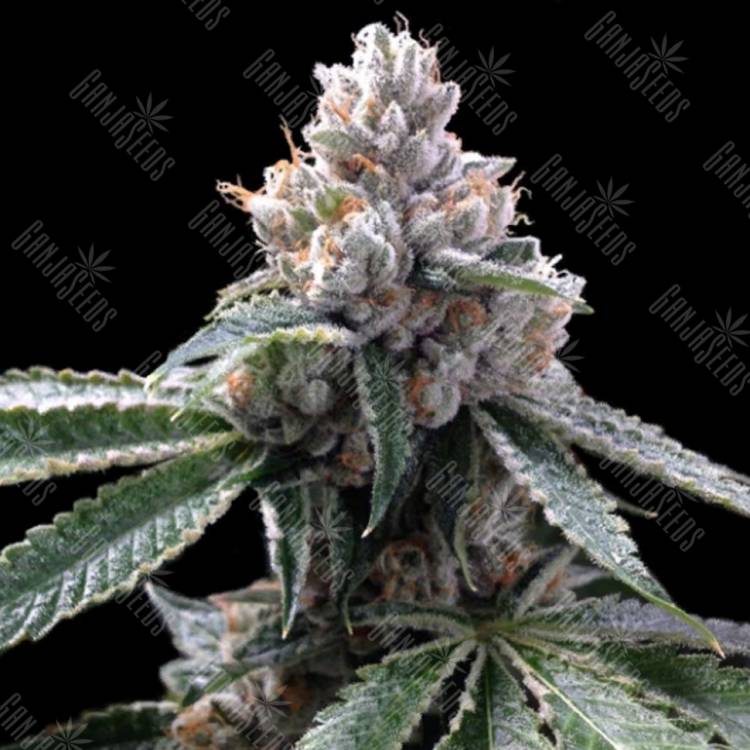 семена конопли для курения Florida Lemons feminised DNA Genetics