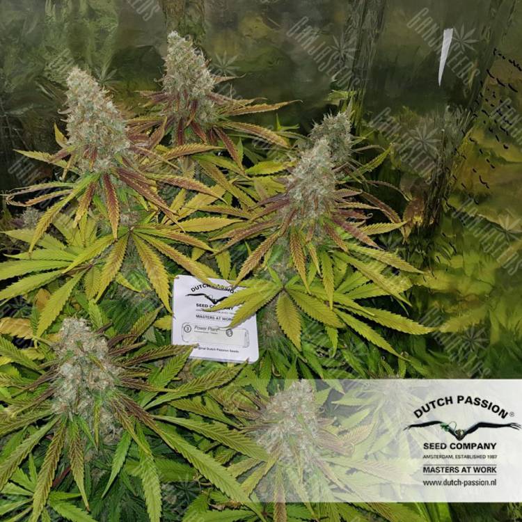 семена конопли в фирменной упаковке Power Plant regular Dutch Passion Seeds