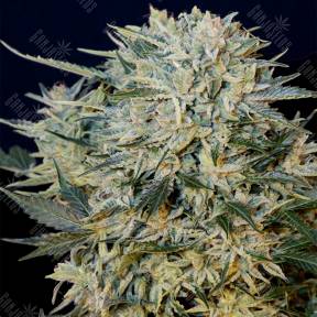 Auto Sugar GOM feminised Grass-o-Matic