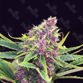 Purple Kush feminised Kannabia Seeds