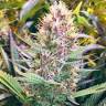конопля семена сорта заказать Purple Kush feminised Kannabia Seeds