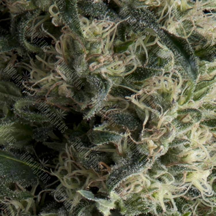 качественные семена конопли Auto Galaxy feminised Pyramid Seeds