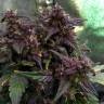 купить семена конопли Auto Bloody Skunk feminised Sweet Seeds купить семена конопли Auto Bloody Skunk feminised Sweet Seeds