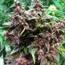 заказ семян конопли Москва Auto Bloody Skunk feminised Sweet Seeds заказ семян конопли Москва Auto Bloody Skunk feminised Sweet Seeds