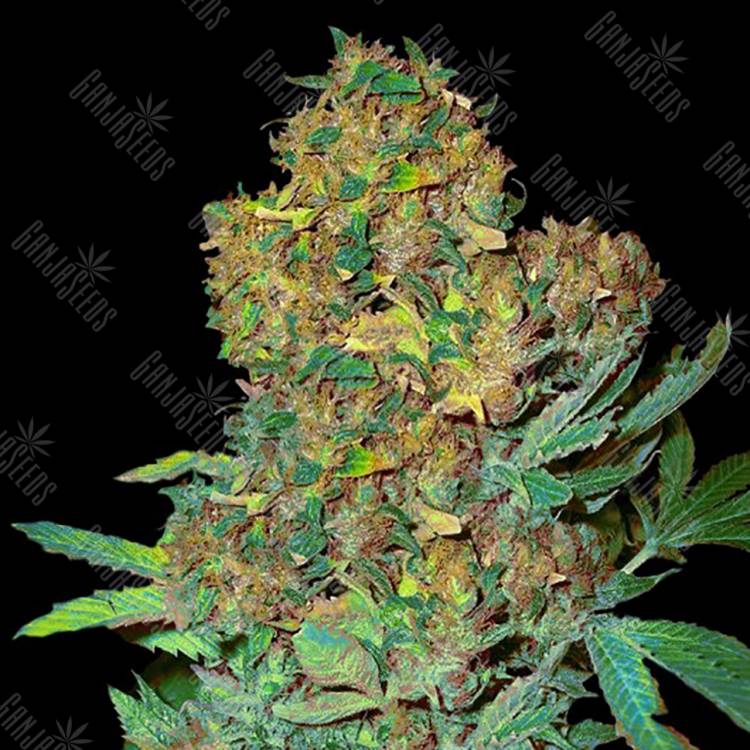 семена конопли f1 в оригинальной упаковке Colombian Sweet feminised VIP Seeds