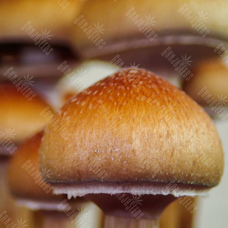 Купить споровые отпечатки Mazatapec Купить споровые отпечатки Mazatapec