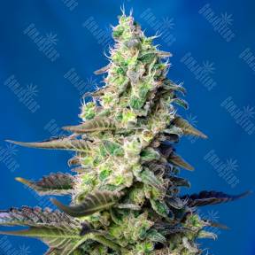 Green Poison feminised Ganja Seeds