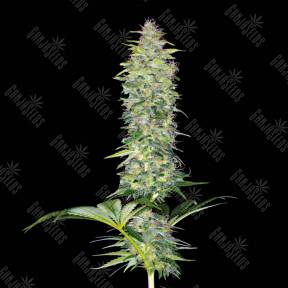 Northern Lights x White Widow feminised Ganja Seeds