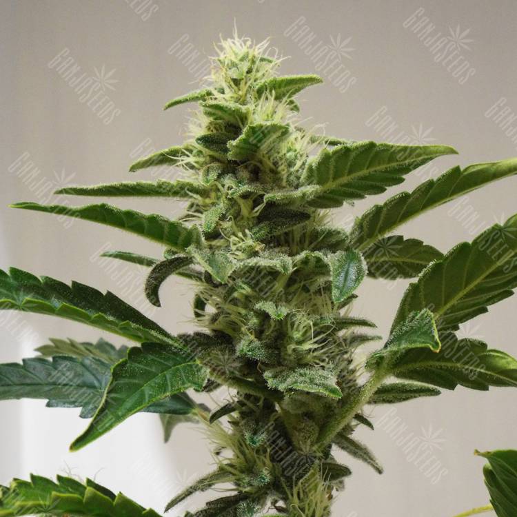 Auto AK feminised RuSeeds
