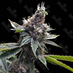 Florida OG feminised DNA Genetics