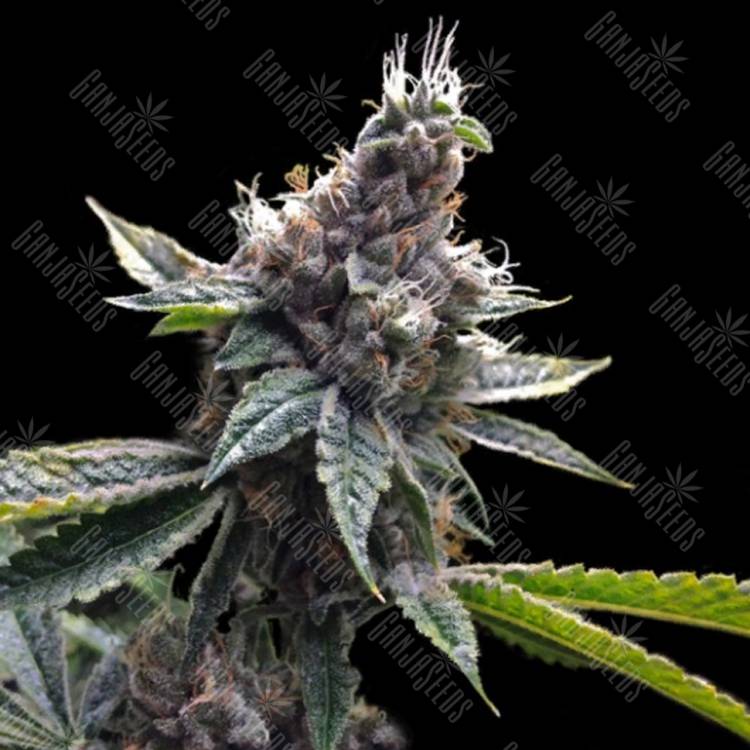 семена конопли для выращивания Florida OG feminised DNA Genetics