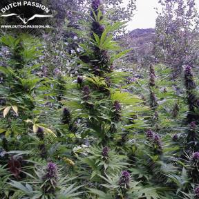 Purple #1 regular Dutch Passion Seeds