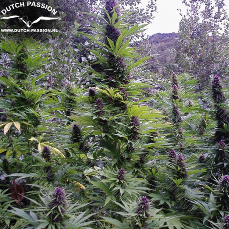 регулярные семена конопли купить Purple #1 regular Dutch Passion Seeds