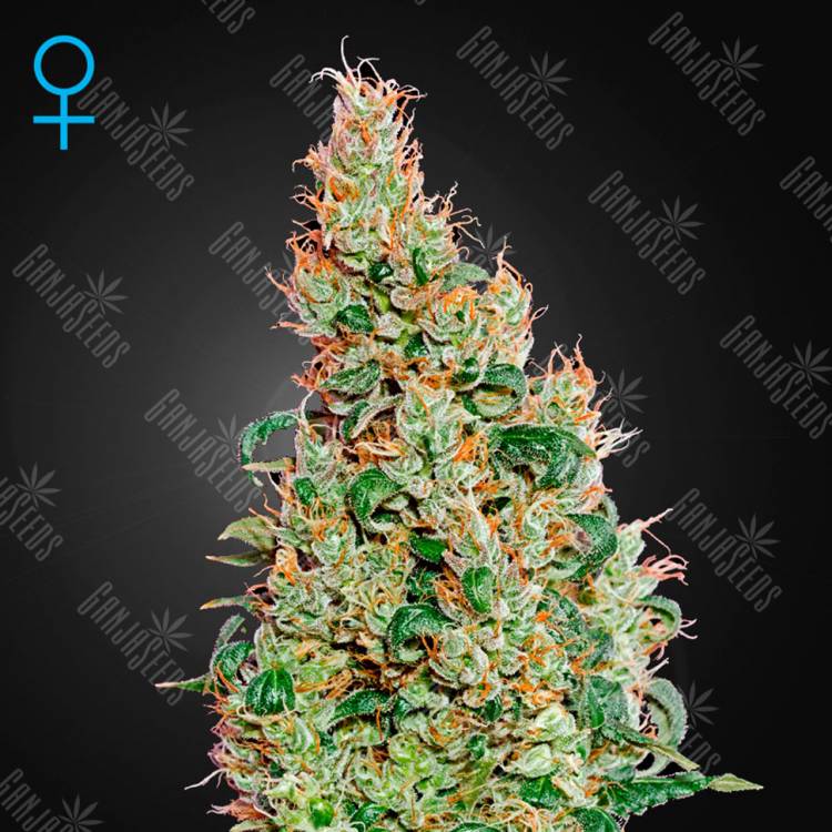 семена культурной конопли купить Auto Green-O-Matic feminised Green House Seeds
