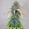 семена конопли индика Auto Green-O-Matic feminised Green House Seeds