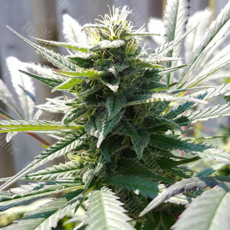 семена конопли курьером Kiss (Queso) feminised Kannabia Seeds