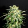 семена конопли сорта сатива Kiss (Queso) feminised Kannabia Seeds