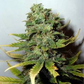 Mango Skunk regular Nirvana Seeds