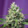 семена конопли Auto Blow Mind feminised Sweet Seeds