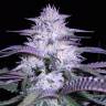 семена конопли феминизированные Currant Kush feminised VIP Seeds