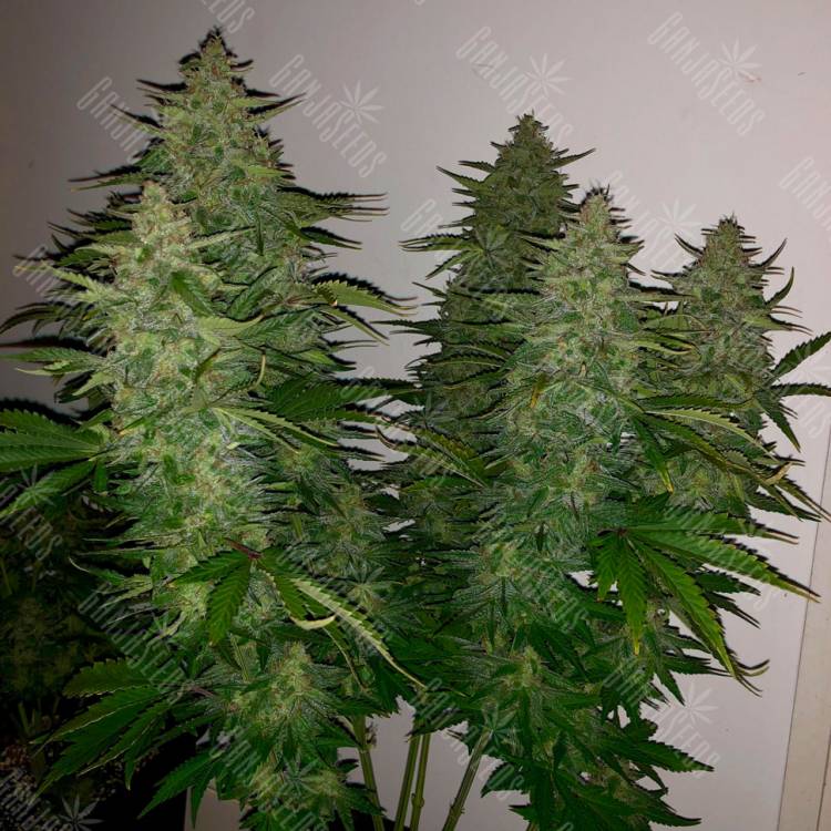 Семена марихуаны Auto Royal Gorilla feminised Ganja Seeds