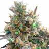 Auto Royal Bluematic feminised Ganja Seeds недорого