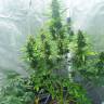 Семена марихуаны Auto White Widow feminised Ganja Seeds