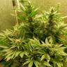 семена конопли недорого Auto White Widow feminised