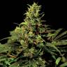 мощные семена конопли Auto Big Bang feminised Green House Seeds мощные семена конопли Auto Big Bang feminised Green House Seeds