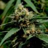 семена конопли для выращивания Critical Mass feminised